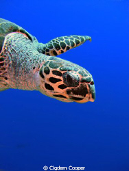 Hawksbill Turtle.
(Fuji F50 & Fantasea nano strobe) by Cigdem Cooper 